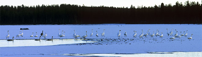 Kuukaudenkuva